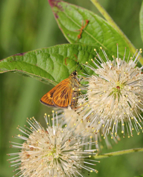 Byssus Skipper